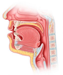 Side view of throat